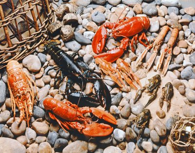 Collezione di molluschi da Unbekannt Unbekannt
